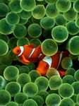 pic for Clown Fish